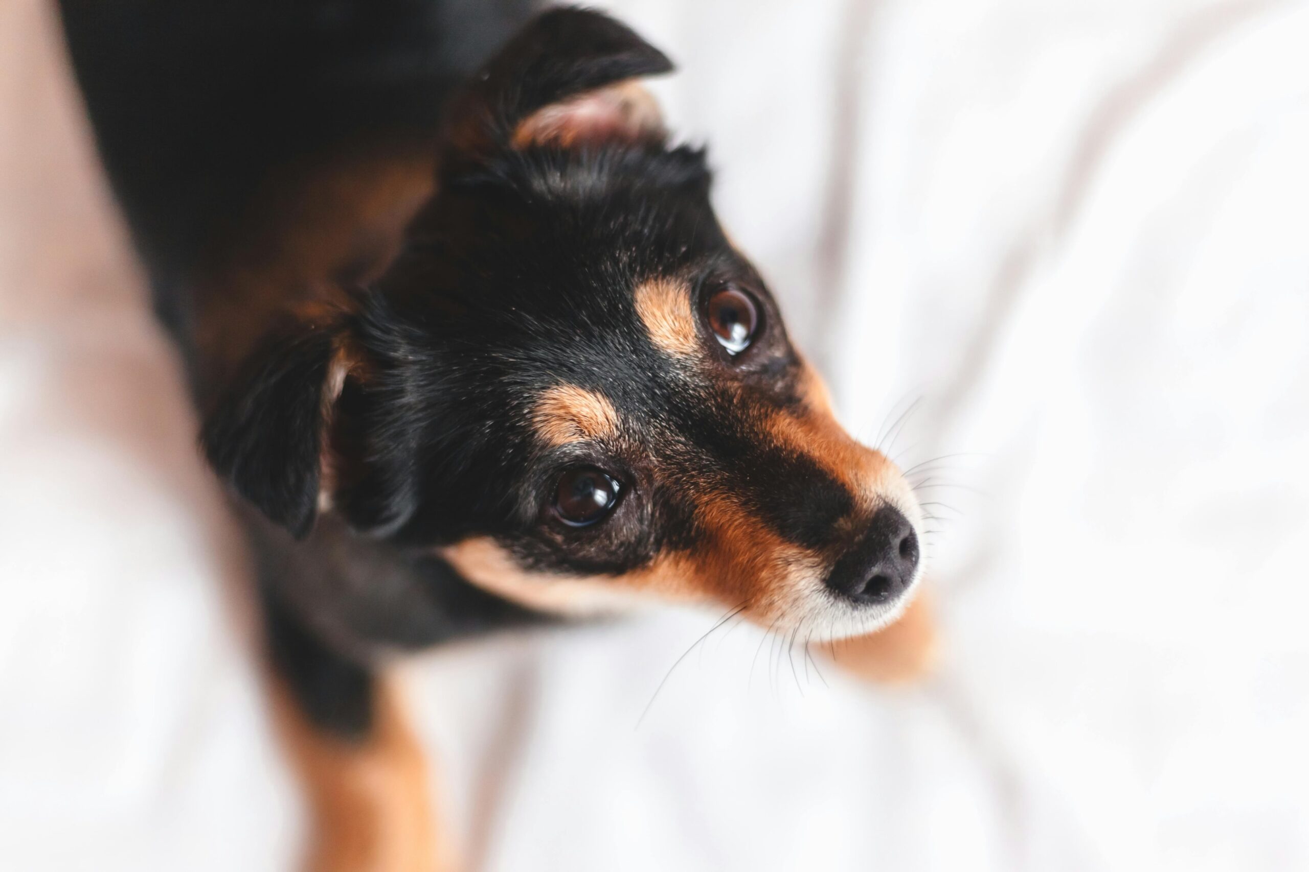 An image of a dog in a pet-friendly environment 
