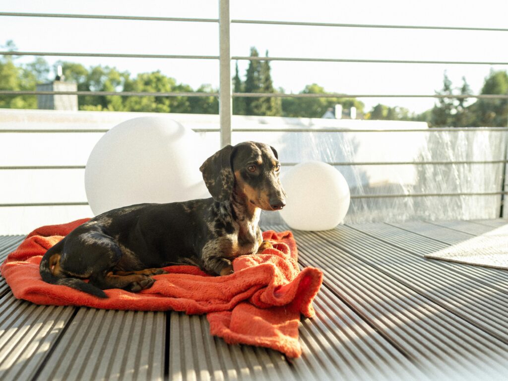 Pet dog in pet friendly hotels in somerset ky